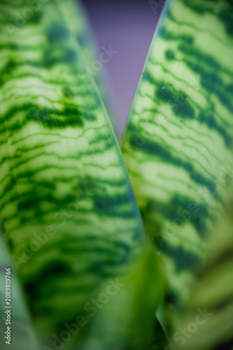 Abstract macro texture of sansevieria snake plant leaves