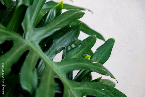 Close-up of Philodendron xanadu plants growing in a home garden