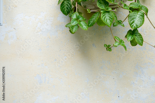 Aesthetic minimalist background of green leaves on weathered wall texture
