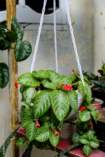 Hanging Episcia plant with vibrant red flowers in home garden