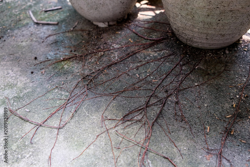 Close-up of plant roots spreading over weathered concrete