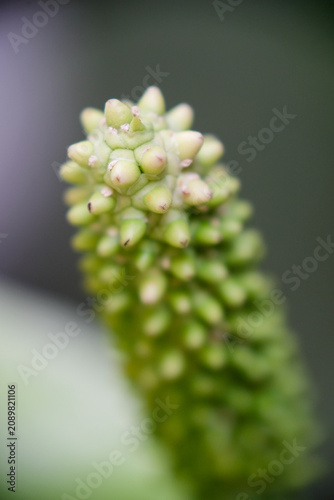 A sharp, selective focus on the striking white spadix of a flowering Spathiphyllum cochlearispathum
