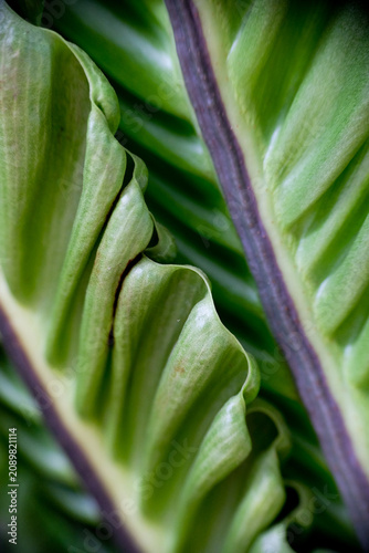 Close-up texture of Asplenium nidus or Cobra fern foliage in a home garden