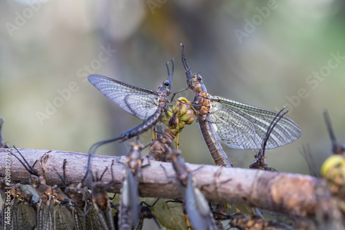 Konstfotografi Two Hexagenia Mayflies Perched Head to Head on a Riverside Stick