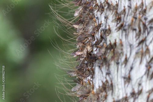 Canvastavla Hexagenia Mayflies Resting Together on a Riverside Pole During Hatch