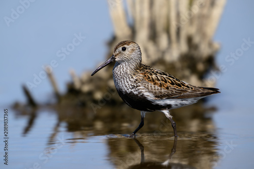 Dunlin (Calidris alpina)