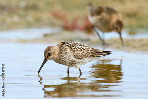 Dunlin (Calidris alpina)