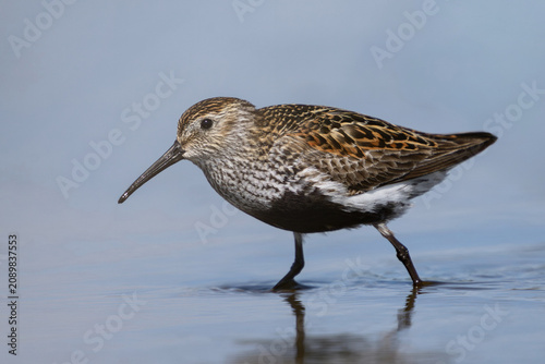 Dunlin (Calidris alpina)
