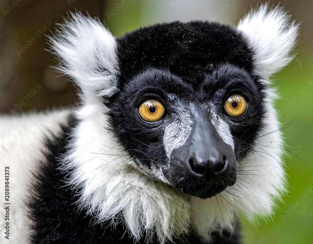 Fototapeta premium A close-up of a primate's face with striking yellow eyes and distinctive black and white fur