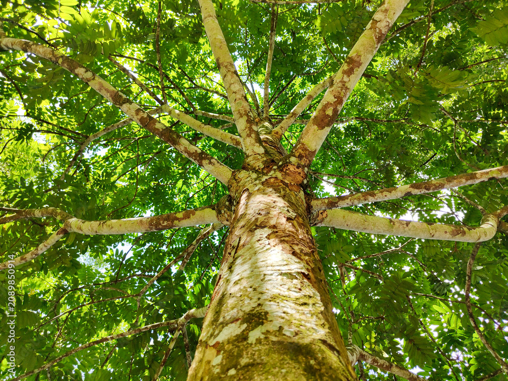 Fototapeta premium Low Angle View of Tree Trunk and Radiating Branches Spreading Under Dense Green Canopy in Tropical Garden