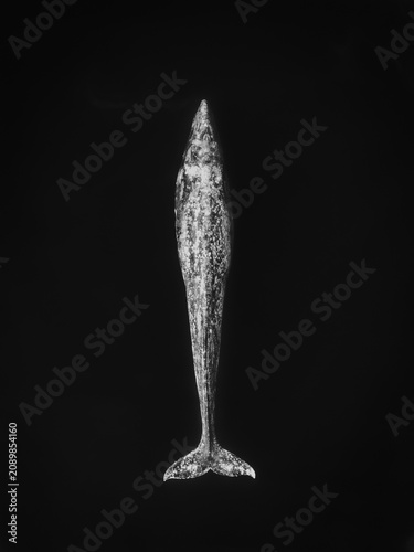 blacvk and white aerial view of grey whale 