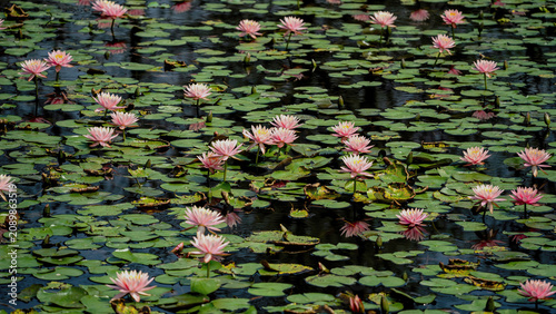 The Water Lily is blossoming in a pond