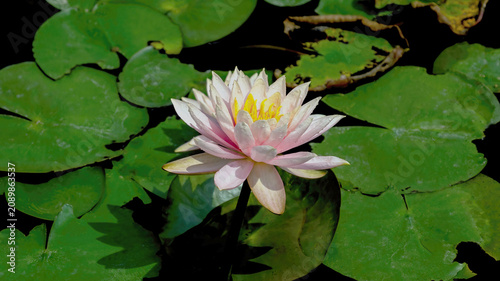 The Water Lily is blossoming in a pond