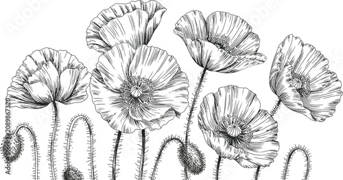 Black and white poppy flowers, floral vector illustrations, botanical drawing, line art