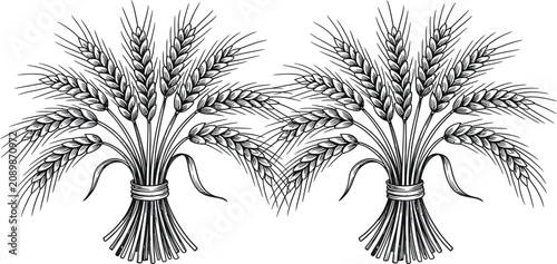 Foto Wheat, grain bundles, sheaves, black and white vector illustration, agricultural