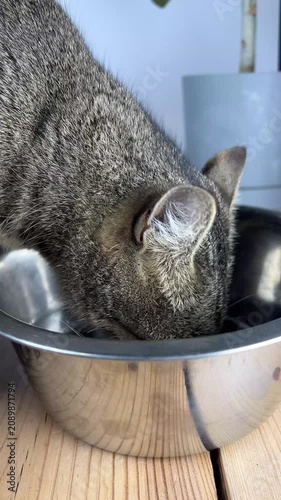 A cat puts its head into a metal bowl to drink water at home. The light from the window shines on the cat's fur. The cat enjoys its drink with focus.
