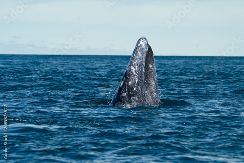  grey whale spy hopping vertically out of calm grey ocean
