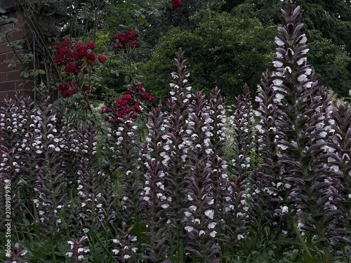 Tableau sur toile Tall flowering bear’s breeches create a striking vertical display alongside deep red roses in a lush botanical garden under soft natural daylight