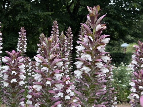 Obraz na płótnie Elegant bear’s breeches (Acanthus mollis) with tall spikes of white flowers and purple bracts blooming in a lush garden, creating a dramatic ornamental summer landscape