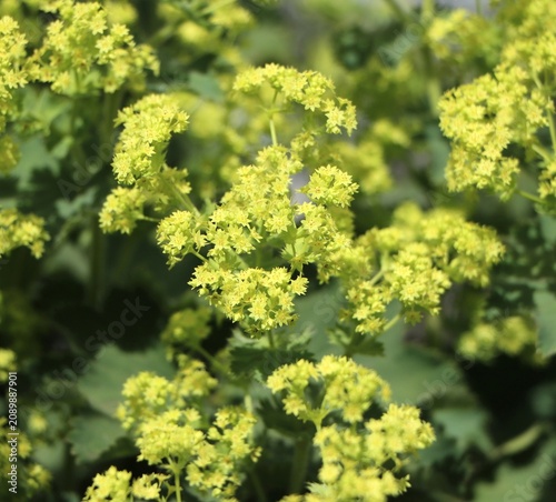 Schilderij op canvas Alchemilla mollis (lady's-mantle) flowers blooming in a garden