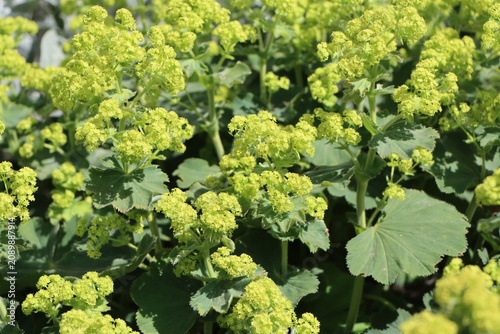 Photos Garden lady's-mantle (Alchemilla mollis) blooming in a garden