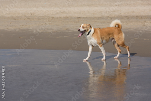 The dog is looking towards the sea because he is worried about his owner who went swimming