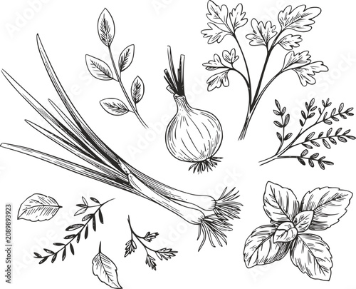 Tableau sur toile 長ねぎ、玉ねぎ、さまざまな葉を含む、新鮮な料理用ハーブと野菜の手書き画