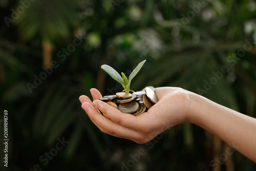 Golden coins with growing plant in cupped hands - wealth management and financial growth concept