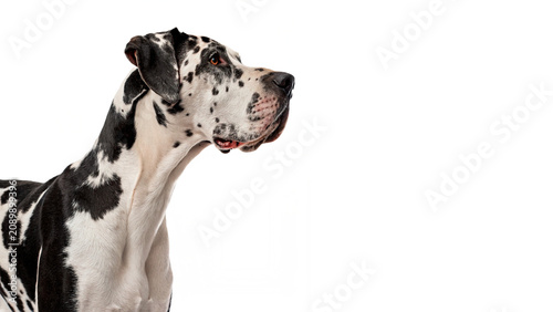 Konstfotografi Beautiful great dane dog sitting looking sideways portrait isolated on transpare