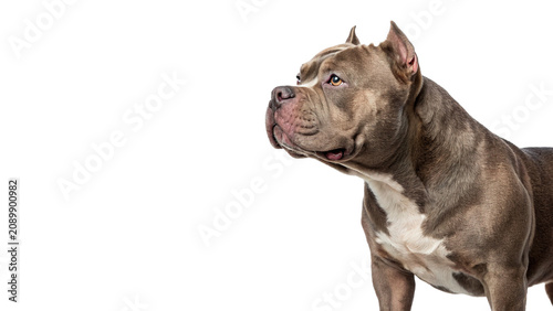 Strong muscular american pit bull terrier dog standing isolated on transparent background