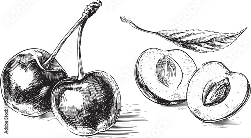 black vector of sketchy drawn cherry