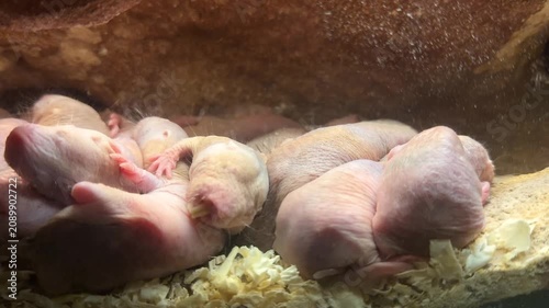 Several newborn naked mole rats resting together inside their underground nest. Unique footage showing early life stage of social rodents in a controlled conservation environment.