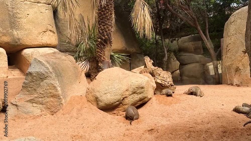 Group of meerkats resting and exploring a sandy enclosure with rocks and trees. Natural social behavior of curious mammals recorded in daylight at a modern wildlife park.