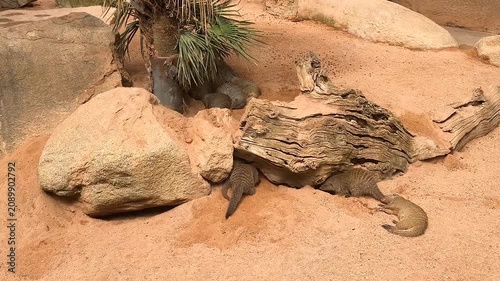 Group of meerkats resting and exploring a sandy enclosure with rocks and trees. Natural social behavior of curious mammals recorded in daylight at a modern wildlife park.