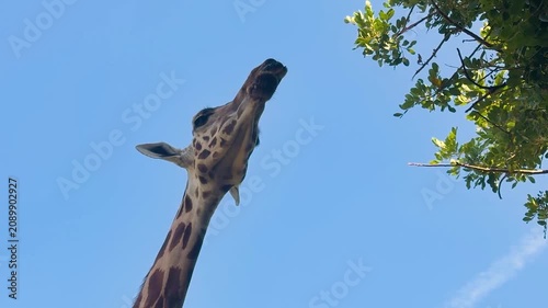 Tall giraffe feeding on fresh green leaves from a tree in bright daylight. Low angle wildlife footage highlighting the graceful movement of one of Africa's tallest mammals.