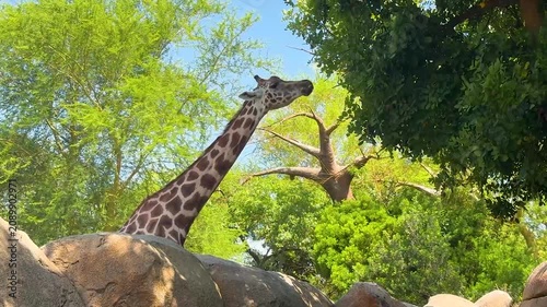 Tall giraffe feeding on fresh green leaves from a tree in bright daylight. Low angle wildlife footage highlighting the graceful movement of one of Africa's tallest mammals.
