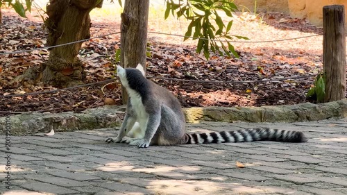 Ring tailed lemur sitting on a paved pathway while grooming itself in a zoo enclosure. Natural animal behavior in daylight with striped tail clearly visible. Wildlife conservation concept.