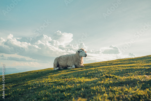 A sheep resting peacefully on a grassy hillside beneath a blue sky with soft clouds in the countryside.