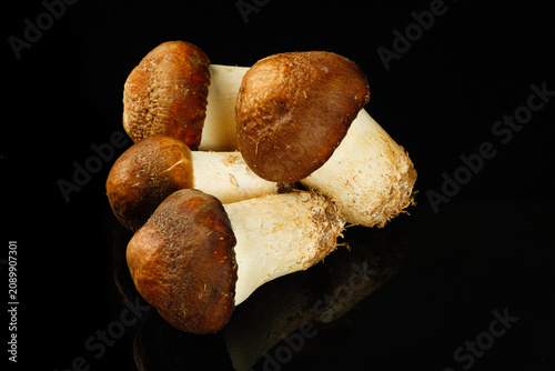 Konstfotografi Fresh Agaricus Blazei Mushrooms from Yunnan - Delicious Vegan Crop Ingredient on