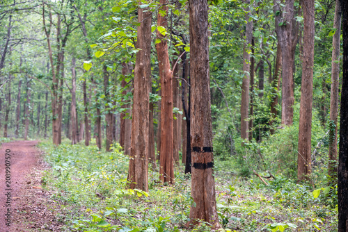 Foto Central Indian Forests - a culmination of nature’s beauty and wildlife