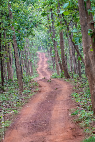 Foto Central Indian Forests - a culmination of nature’s beauty and wildlife