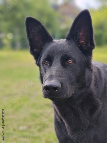 Portrait of a black German Shepherd dog outdoors. Canine with shiny black coat and erect ears against a blurred green background