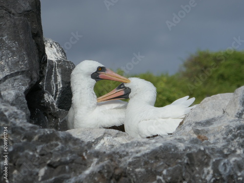 Fotografi Nazca booby seabird pair facing each other on rock