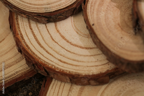 Natural Wood Log Cross Sections with Annual Growth Rings and Grain Texture