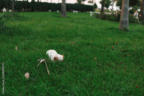Fotografija A small white dog rolls playfully on the green grass in a sunny park, enjoying a carefree moment as a light breeze rustles the trees nearby