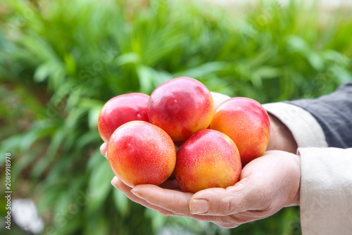 Canvastavla Fresh Red Chilean Plums in Hands - Premium Imported Stone Fruit from Chile