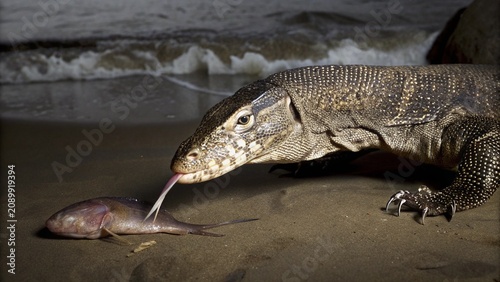 Foto Close up of Asian water monitor scavenging a dead fish from beach, Big Island, Hawaii, United States