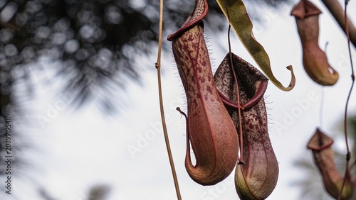 Photography Close up of Carnivorous Pitcher Plant or Monkey cups in Rainforest Jungle