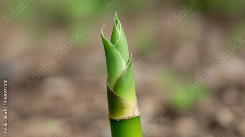 Fresh young asparagus spear growing from green soil outdoors