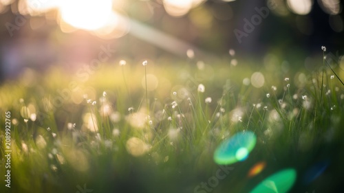 Sunlight sparkling on green grass in a bright field with soft bokeh effect